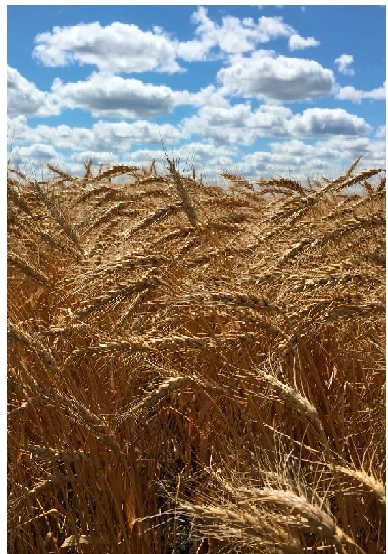 wheat